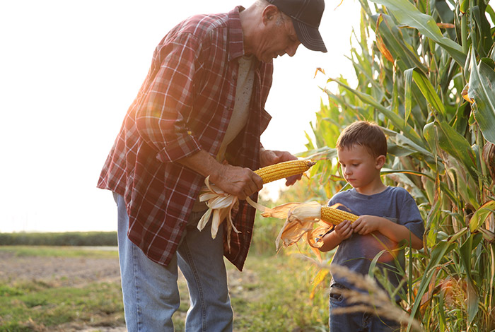 Farmer with grandson  in a corn field. 